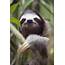 International Sloth Day 21 Things You Never Knew About Worlds Slowest 