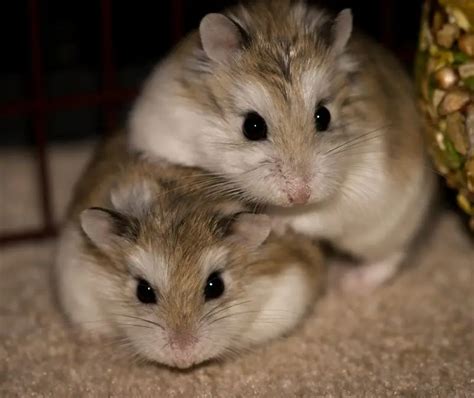 Roborovski Hamster Facts Diet Habitat And Pictures On Animaliabio