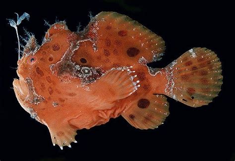 Like All Anglerfishes Frogfish Use A Lure To Attract Prey Akin To A