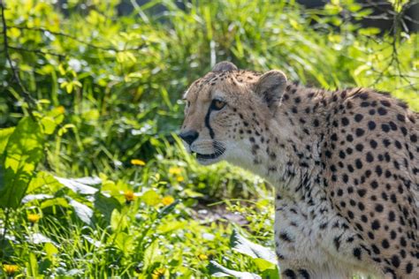 Secondary And Educational Trips Paignton Zoo