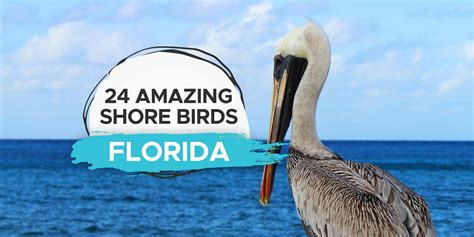 24 Beautiful Beach Birds Commonly Found In Florida Birdwatching Buzz
