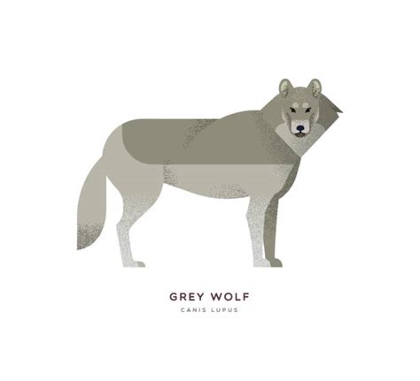 American Timber Wolf Clip Art Illustrations Royalty Free Vector
