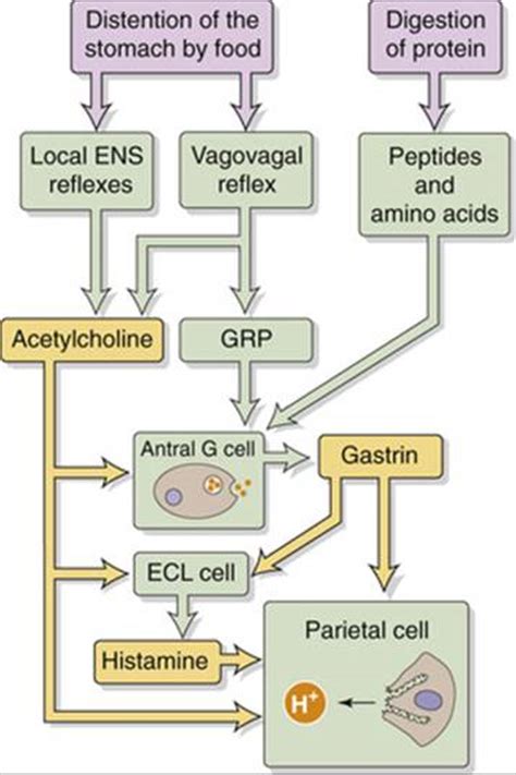 Acid Secretion Gastric Function The Gastrointestinal System