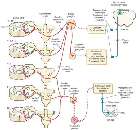 Kuliah sistem urinaria kuliah sistem urinaria sistem urinaria terdiri dari : Autonomic innervation of the gastrointestinal tract (see ...