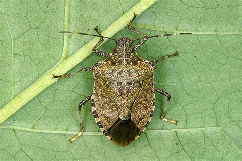 Do you have stink bugs in your home? Getting Rid of Brown Marmorated Stink Bugs - Yes Pest Pros ...