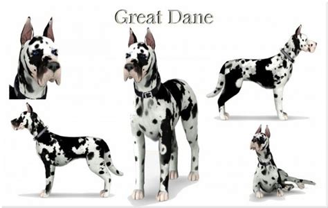 Great Dane Pet Dog By Jacks Creations Sims 3 Downloads Cc Caboodle
