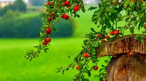 Apple Orchard Wallpapers Wallpaper Cave