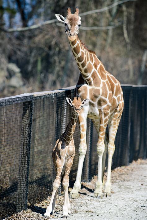 Giraffe Baby Standing With Mom Eric Kilby Flickr