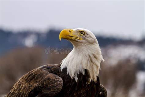 American Bald Eagle In Winter Setting Stock Image Image Of Powerful
