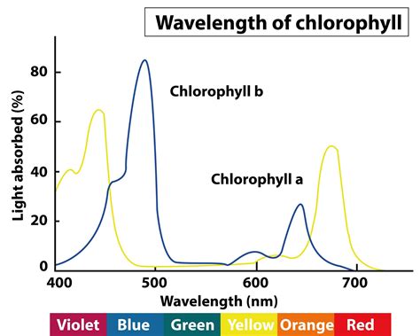 Chlorophyll Absorption Spectrum Of Visible Light Ppt Photoperiodic