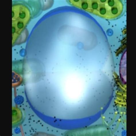 Check spelling or type a new query. Central Vacuole (@CV_4pres_2016) | Twitter