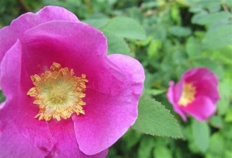 Wild Rose Flower — Wild Foods And Medicines