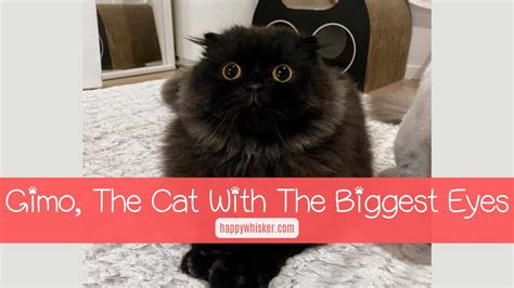 Meet Gimo The Cat With The Biggest Eyes You Have Ever Seen