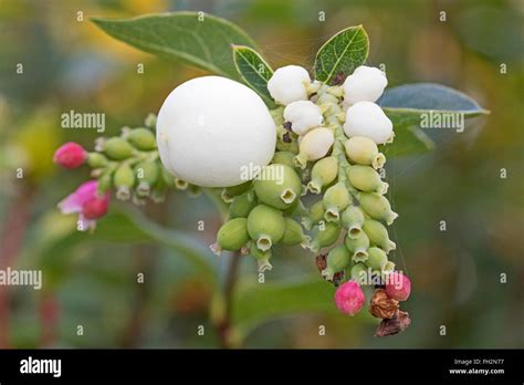 Snowberries Symphoricarpos Stock Photo Alamy