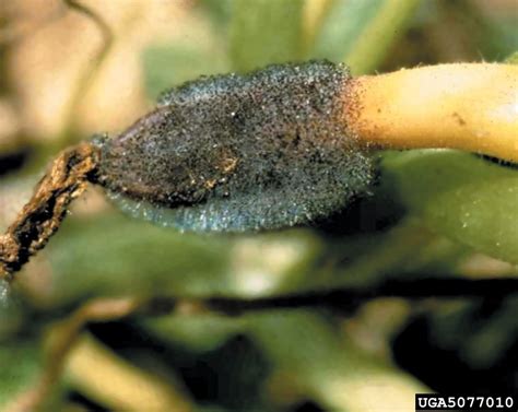 Blossom end rot is a fungal disease that causes light brown spots on the blossom side of young fruits. Choanephora fruit rot, Choanephora cucurbitarum (Mucorales ...