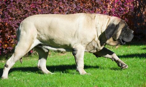 9 Of The Worlds Largest Dog Breeds