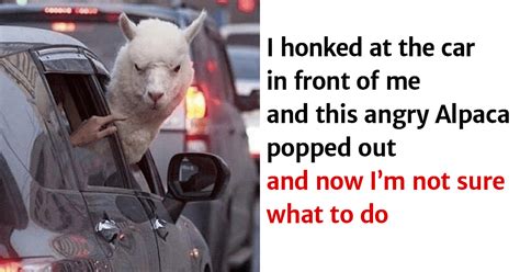 39 Funny Animal Memes That Are Impawsible Not To Laugh At