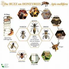 Productive Bees Guide