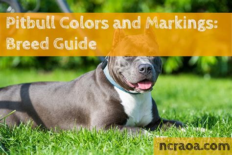 Pitbull Colors And Markings Breed Guide National Canine Research