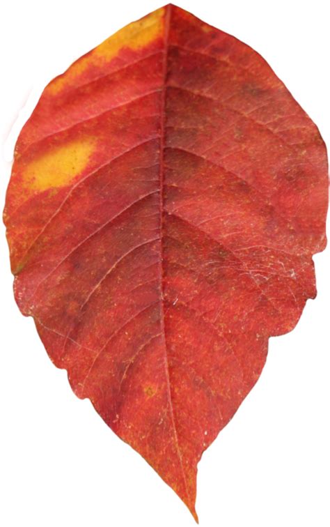 Orange Autumn Leaves Hd Png Autumn Leaf Png Transparent Image Png