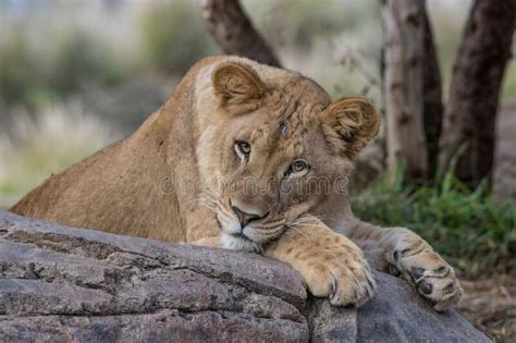 Most Beautiful Lion Of The Masai Mara Stock Image Image Of Serengeti