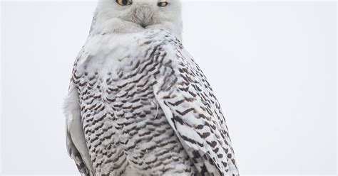 Rare Snowy Owl Spotted Downtown