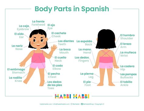 Learn 30 Body Parts In Spanish Free Printable Included Habbi Habbi