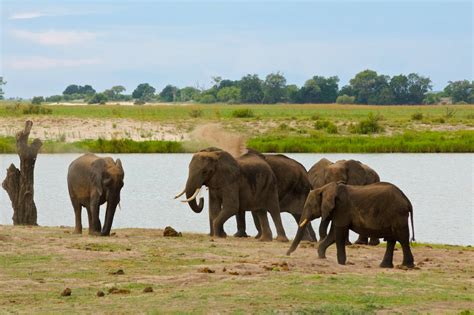 Game Drive Chobe National Park The Five Foot Traveler