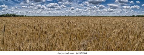 669 Kansas Wheat Field Images Stock Photos And Vectors Shutterstock