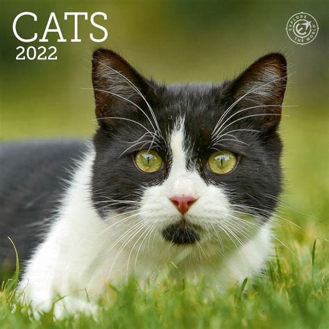 2022 Cat Calendar Petapizel December Calendar 2022