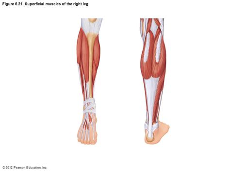 Leg Muscle Diagram Unlabeled 1