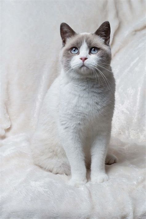 17 Best Images About British Shorthair Cat On Pinterest Ginger Cats