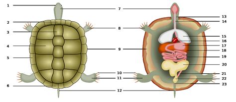 Anatomy Of A Turtle Shell Anatomical Charts And Posters