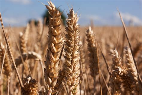 Brown Wheat Under Blue Sky · Free Stock Photo