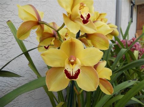 Foto circa fiori gialli dell'orchidea in giardino. Cimbidio - Cymbidium - Cymbidium - Orchidee - Cimbidio ...