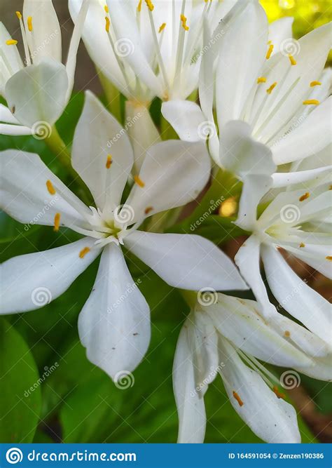 White Flowers That Are In Bloom Stock Photo Image Of Bouquet