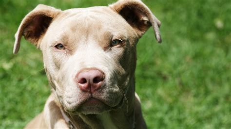 Pit Bull Dog Wallpapers Pictures Images