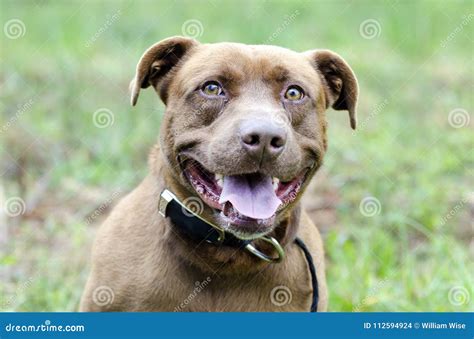 Chocolate Labrador Pitbull Mixed Breed Dog Stock Photo Image Of Black