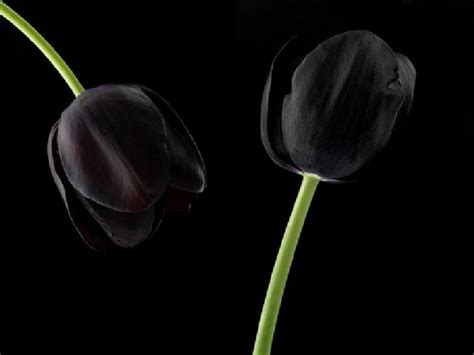 Keukenhof Black Tulip