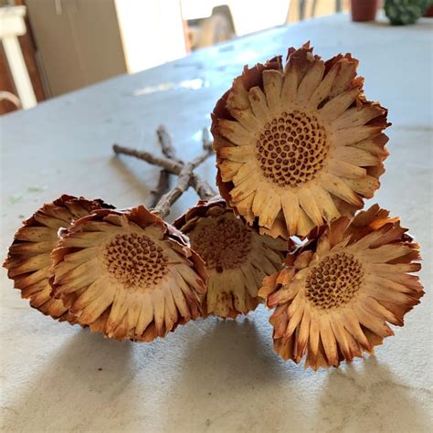 Buy landscaping plants at wholesale prices! Dried Protea Pods | Wholesale Flowers & DIY Wedding Flowers