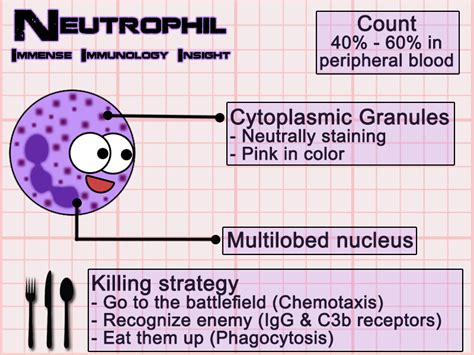 Immense Immunology Insight Neutrophils Simplified