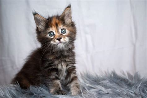 How Much Do Maine Coon Kittens Cost