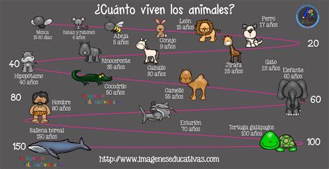 Cuanto Viven Los Animales 2 Imagenes Educativas