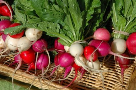 Which Salad Crops And Herbs Are Tolerant Of Shade The Garden Of Eaden