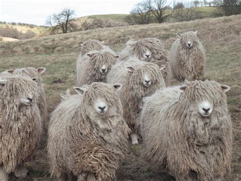 Risby Grange Longwools A Flock Of Rare Breed Lincoln Longwool Sheep In