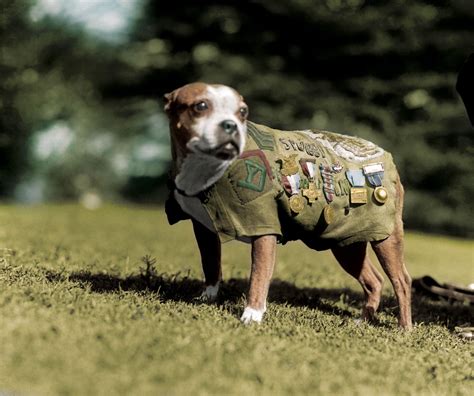 Sergeant Stubby A Decorated Dog War Hero Of Ww1 Photo Taken In 1920