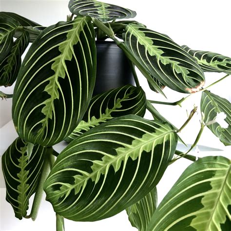 Beautiful Leaves 10 Beautiful House Plants That Are Easy To Find At