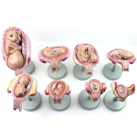 Buy Xieji Pregnancy Development Process Model Embryonic Model Fetal