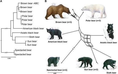 Most Bear Species Capable Of Hybridization Research Shows