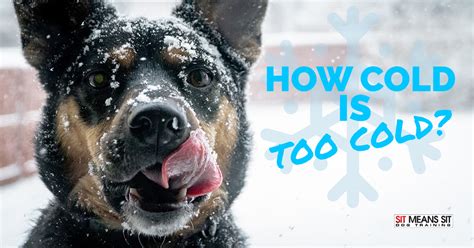 How Cold Is Too Cold For Dogs Sit Means Sit Dog Training